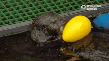 hungry sea otter GIF by Monterey Bay Aquarium