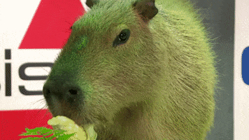 capybara GIF by Puppy Bowl