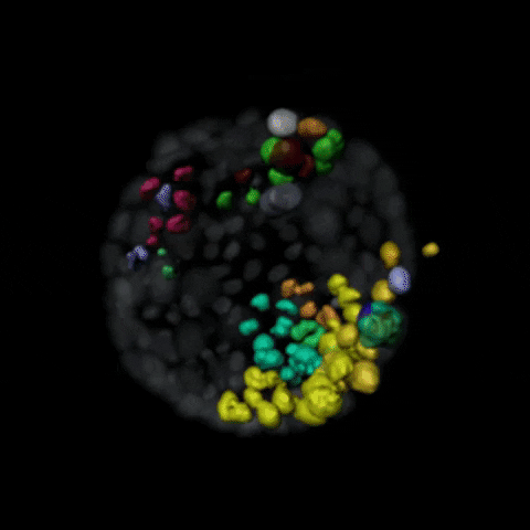 Development Cells GIF by EMBL