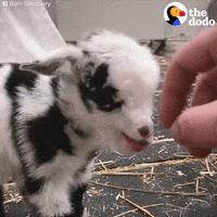 Baby Goat Bleating GIF by The Dodo