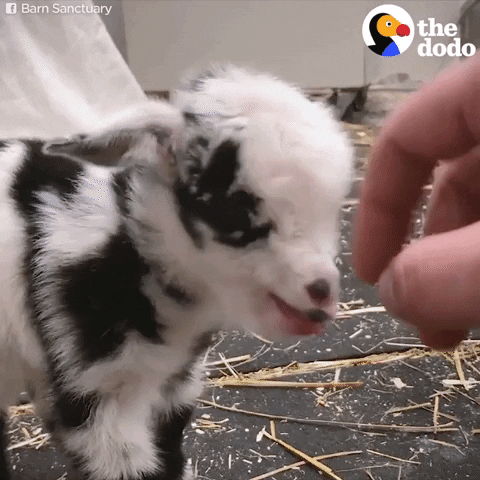 Baby Goat Bleating GIF by The Dodo