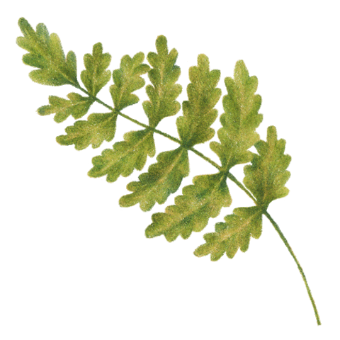 Leaf Sticker