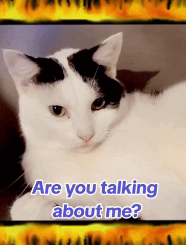 Cat Dont Talk About Me GIF