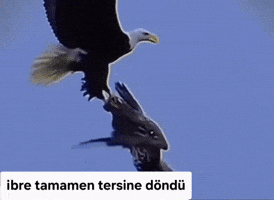 Turkish Turk GIF