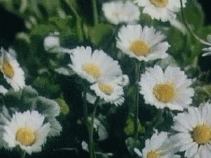 giphy.gif?cid=ecf05e47xnaodh2ob94k2ppc99