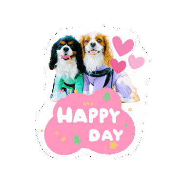 Cavalierkingcharlesspaniel Sticker