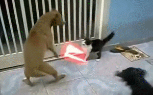 Video gif. A video of a cat in a fight with two dogs jumps around. The cat lunges at one of the dogs, rearing up and pouncing. The video has been edited so that the cat duels with two lightsabers. 