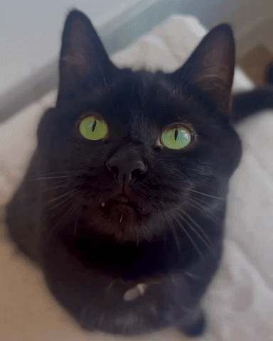 ashandscarlett cat wink black cat cat wink GIF