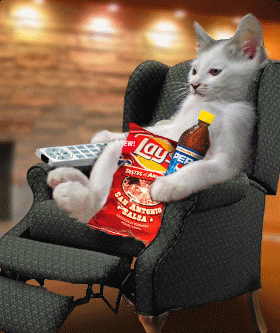 Couch Potato Cat GIF - Find & Share on GIPHY