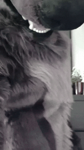 Furry GIF