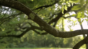 Moncus Park GIF