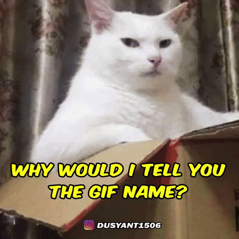 Cats Cat Meme GIF