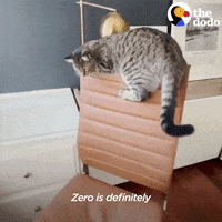 Cat GIF by The Dodo