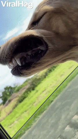 Video gif. Golden retriever rides in a car with its head out the window, while the wind blows the dog's mouth flaps open, exposing its teeth and gums.