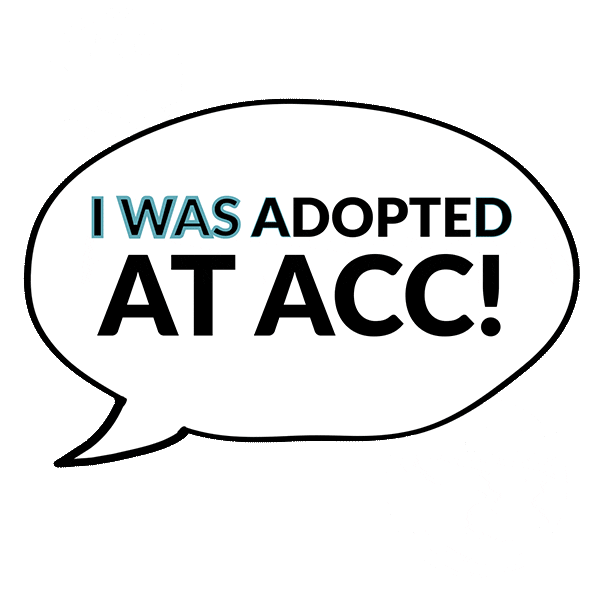 Acc Sticker by nycacc