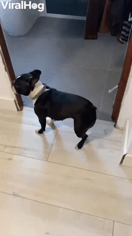 Boston Terrier Lost Toy In Peculiar Spot GIF by ViralHog