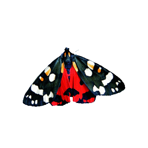 Butterfly Conservation Sticker