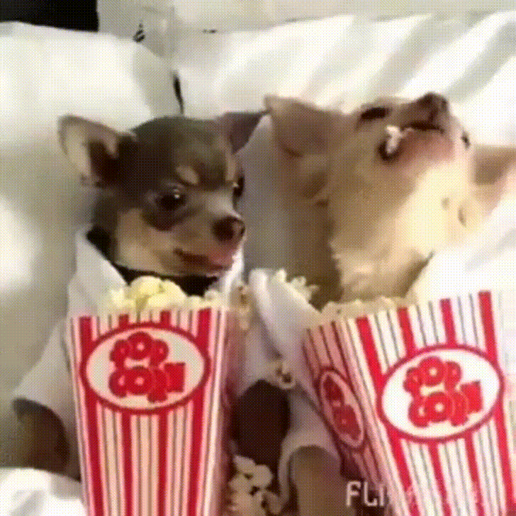 pups popcorn GIF