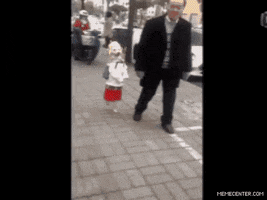 dog walking GIF