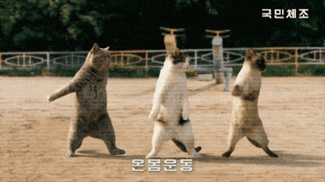 국민체조 GIF