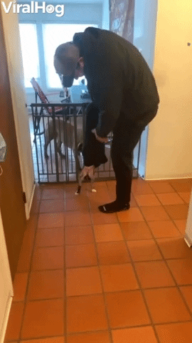 Puppy Crawls Into Owners Pants Falls Out The Pant Leg GIF by ViralHog