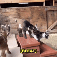 Goat Funny Animals GIF by Storyful