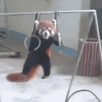 Cute Pandas Gifs Get The Best Gif On Giphy