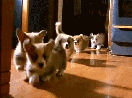 Cutie Puppies Gifs Get The Best Gif On Giphy