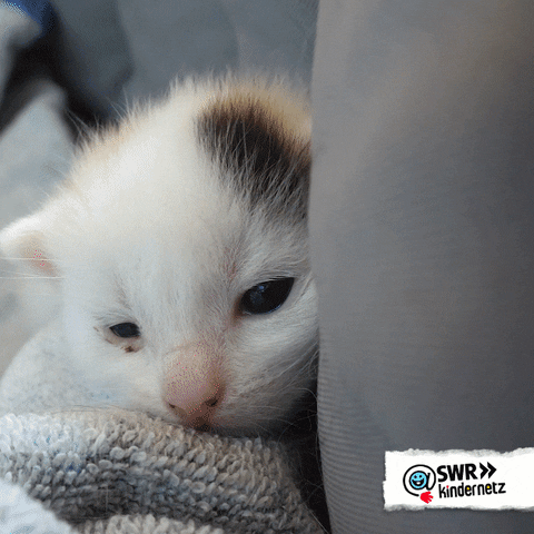 Tired Cat GIF by SWR Kindernetz
