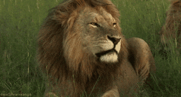 Big Cats Lion GIF