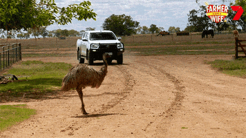 Farm Animals Emu GIF by Channel 7