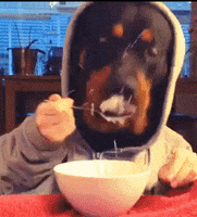 Dog Human Eating GIF by Testing 1, 2, 3