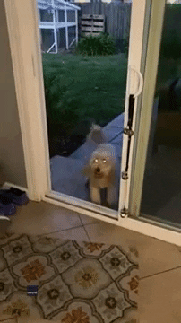 Dogs Funny Animals GIF by Storyful