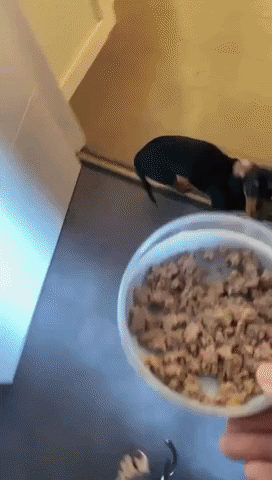 Realfood GIF