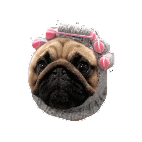 Dog Sticker