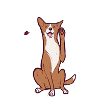Love Dogs GIF by puppytales