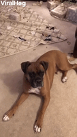 Boxers Break Into Christmas Gifts