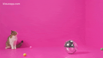 Cat Pink GIF by Klaus