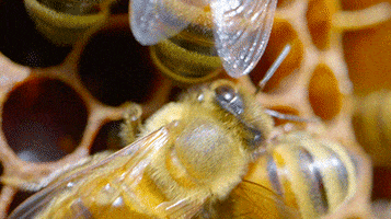 Walking Bees GIF by University of Florida