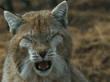 Lynx Gifs Get The Best Gif On Giphy