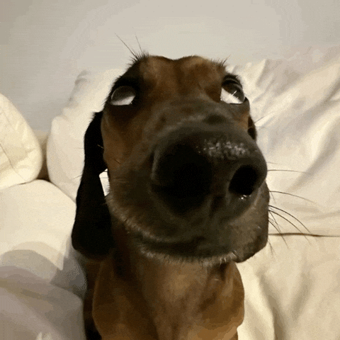 Dogmarkz GIF