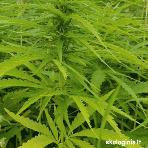 Ekologinis.lt GIF