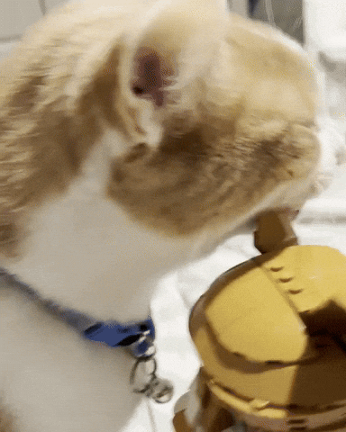 Cat Orange GIF