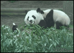 panda gtfo GIF