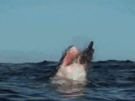 Hypeedit GIF