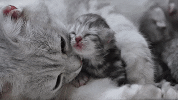 Video gif. Closeup of a mother cat licking the face of a newborn kitten that meows or yawns sweetly with eyes closed tightly shut. Text, "You are loved."