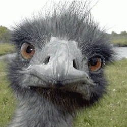 ostrich GIF