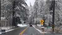 California's Cobb Mountain Transforms Into Winter Wonderland