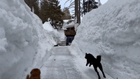 Dogs Play Next to Walls of Snow