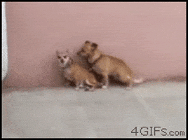 Fail Doggy Style GIF
